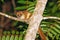 The brown mouse lemur, Madagascar wildlife