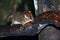 Brown Mouse Lemur (Microcebus rufus) in a rain forest