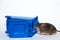 Brown mouse and recycle container