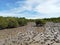 brown mud soil and dense mangrove forests, their leaves shiny in the sun. under a blue sky with white clouds