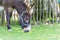 Brown mule eating on meadow