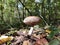 Brown mushroom appeared in the forest