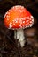 Brown mushroom autumn outdoor macro closeup