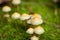 Brown mushroom autumn outdoor macro closeup