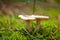 Brown mushroom autumn outdoor macro closeup