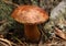 A brown mushroom in a forest