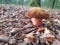 Brown Mushroom Forest Autumn Close perspective