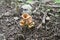 Brown mushroom fungus background blur.