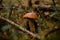 Brown mushroom growing among dry needles and twigs