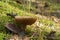 The brown mushroom has grown in a dense moss.