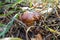 Brown mushroom among leaves and grass. , bolete, boletus. Natural white mushroom growing in a forest. Autumn mood.