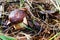 Brown mushroom among leaves and grass. , bolete, boletus. Natural white mushroom growing in a forest. Autumn mood.