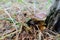 Brown mushroom among leaves and grass , bolete, boletus. Natural white mushroom growing in a forest. Autumn mood.