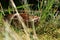 Brown mushroom - Leccinum scabrum