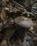 Brown mushroom portrait