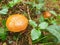 The brown mushroom suillus clintonianus