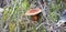 The brown mushroom suillus lakei