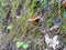 The brown mushroom suillus lakei