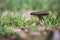 Brown mushroom or toadstool in the grass. Selective focus.