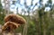 Brown mushroom on wood in the Guajataca forest in Puerto Rico