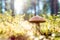 Brown mushroom in the woods. Magic forest look from dust and par