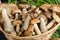 Brown mushrooms close-up in a basket. Edible forest mushrooms in summer