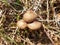 Brown mushrooms entoloma or lacrymaria