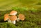 Brown mushrooms fairytale scene