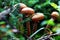 Brown mushrooms in the forest