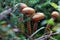 Brown mushrooms in the forest