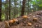 Brown mushrooms with forest background. Swedish nature