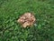 Brown mushrooms or fungus in green grass or lawn with weeds