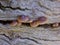 Brown Mushrooms Growing in a Crack in Tree Trunk