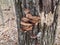 Brown mushrooms growing on rotting tree trunk