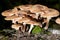 Brown mushrooms on mossy trunk