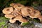 Brown mushrooms on mossy trunk