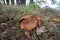 Brown Mushrooms in Oak Forest