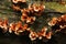 Brown mushrooms on timber in nature