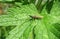 Brown mustache bettle on green leaf, closeup