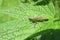 Brown mustache bettle on green leaf, closeup