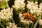 Brown, mustachioed beetle sits on small white flowers in pollen, macro