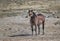 Brown Mustang horse screaming on grass farm in McCullough Peaks Area in Cody, Wyoming