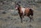 Brown Mustang horse standing on grass farm in McCullough Peaks Area in Cody, Wyoming