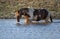 Brown Mustang horse standing on the pond water in McCullough Peaks Area in Cody, Wyoming