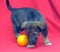 Brown mutt puppy with orange on a red