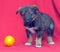 Brown mutt puppy with orange on a red