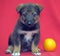 Brown mutt puppy with orange on a red