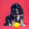 Brown mutt puppy with orange on a red