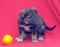 Brown mutt puppy with orange on a red