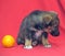 Brown mutt puppy with orange on a red